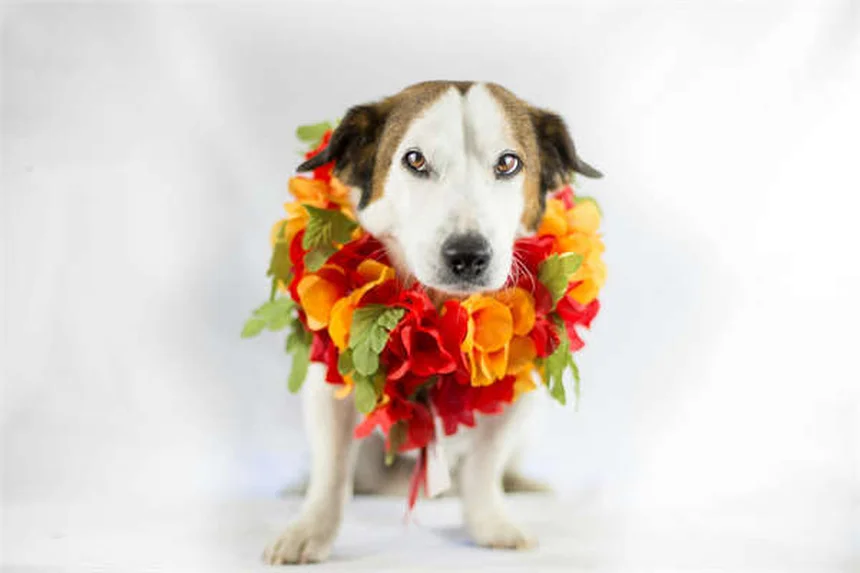 Ford Heritage Fleet: Inside America's Coolest Car Collection